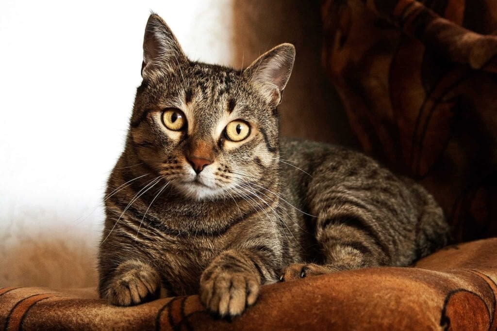 Tabby Cats History, Origin, Folklore, and Markings