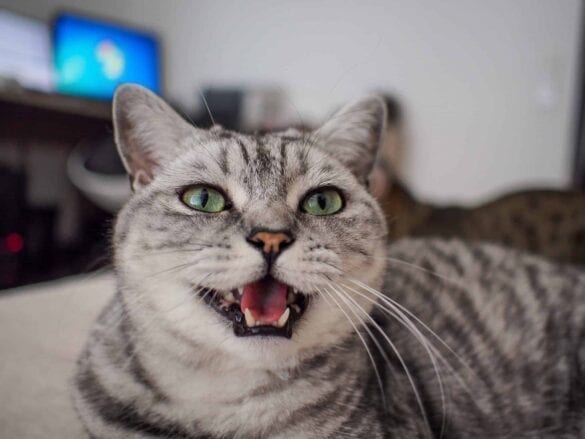 Why Won t My Cat Stop Meowing At Me Cattitude Daily