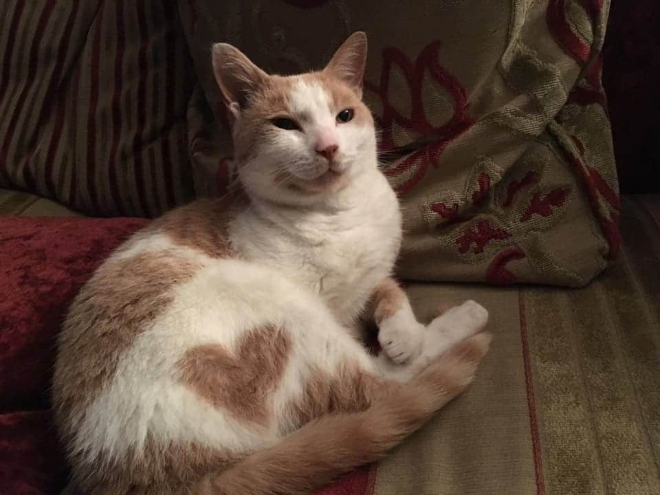 cat heart marking