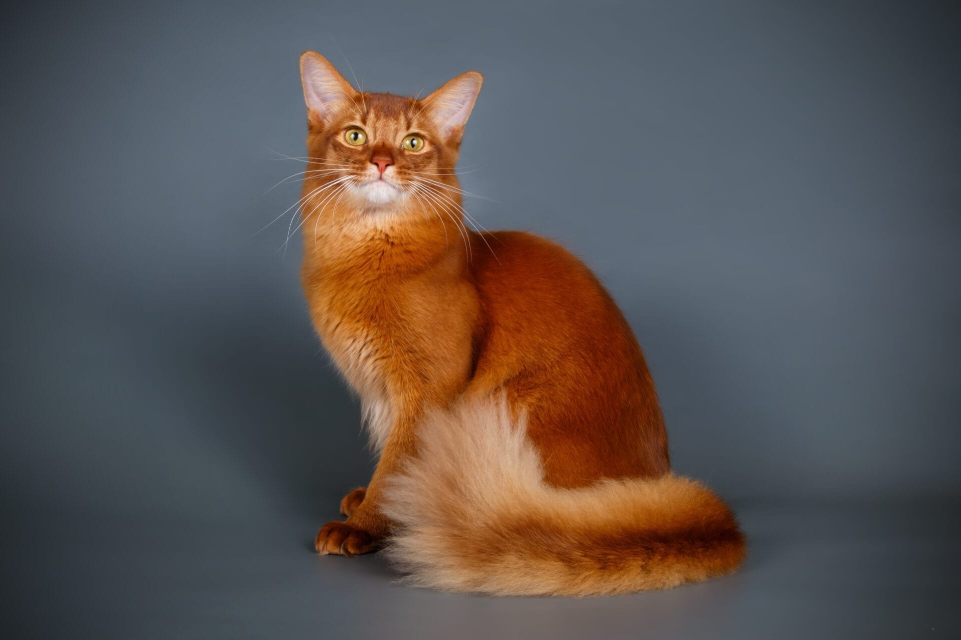 Somali Kitten Gratis Inserate Kitten WAEXX Somali Kitten Gratis Inserate Kitten WAEXX