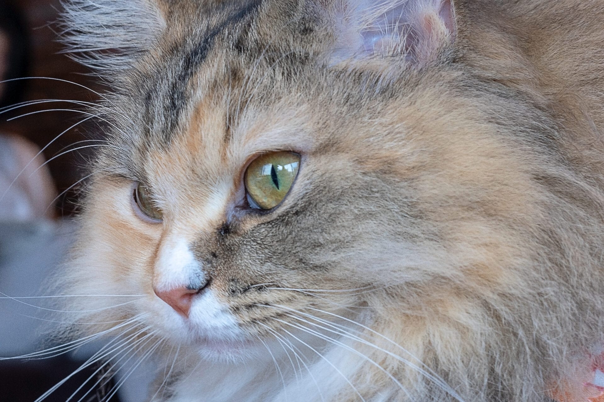 Feline 411: All About The Ragamuffin Cat Breed